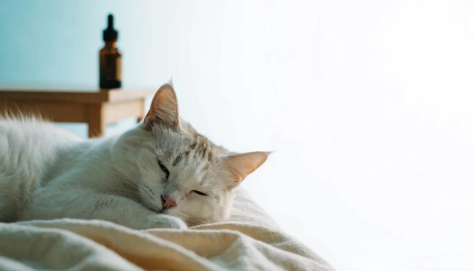 Kedi Sakinleştiricileri: Damla, Sprey ve Difüzör Arasındaki Fark Nedir?
