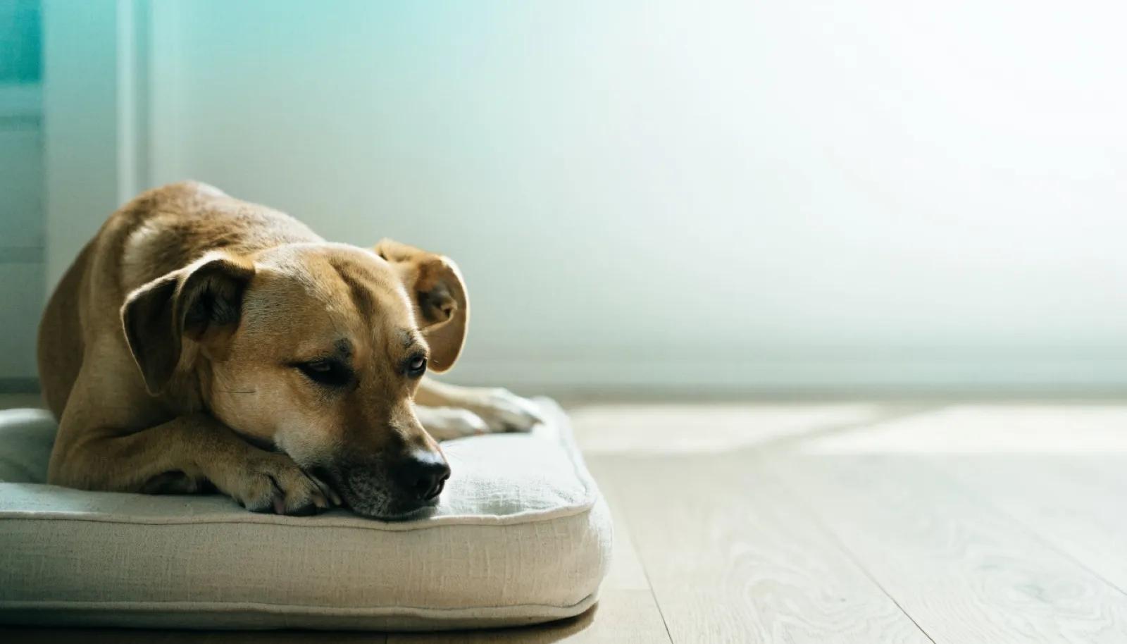 Köpeğim İshal Oldu: Evde Ne Yapılır, Ne Zaman Veteriner Hekime Gidilir?