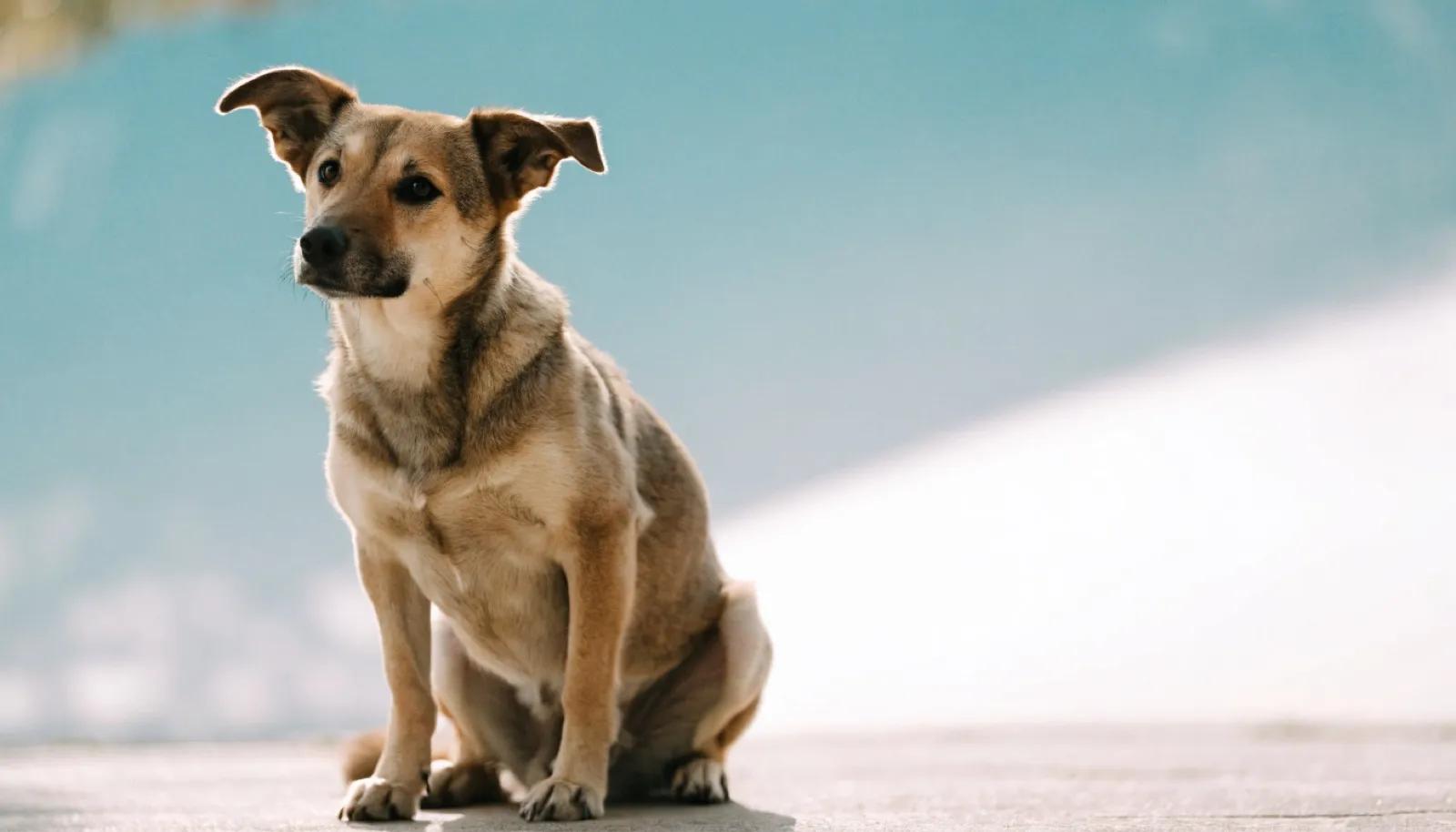 Köpeklerde Bağışıklık Desteği: Hangi Vitamin ve Mineraller Rol Oynar?