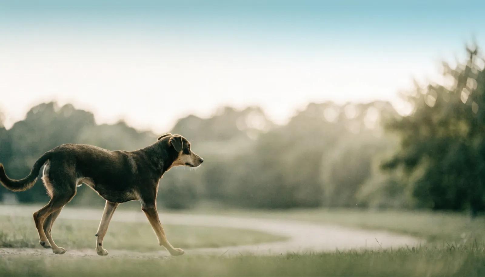 Köpeklerde Glukozamin ve Kondroitin: Ne Yapar, Ne Yapmaz?