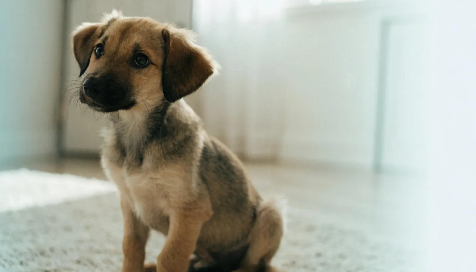 Yavru Köpekte İlk 6 Ay: Bağışıklık ve Beslenme İlişkisi