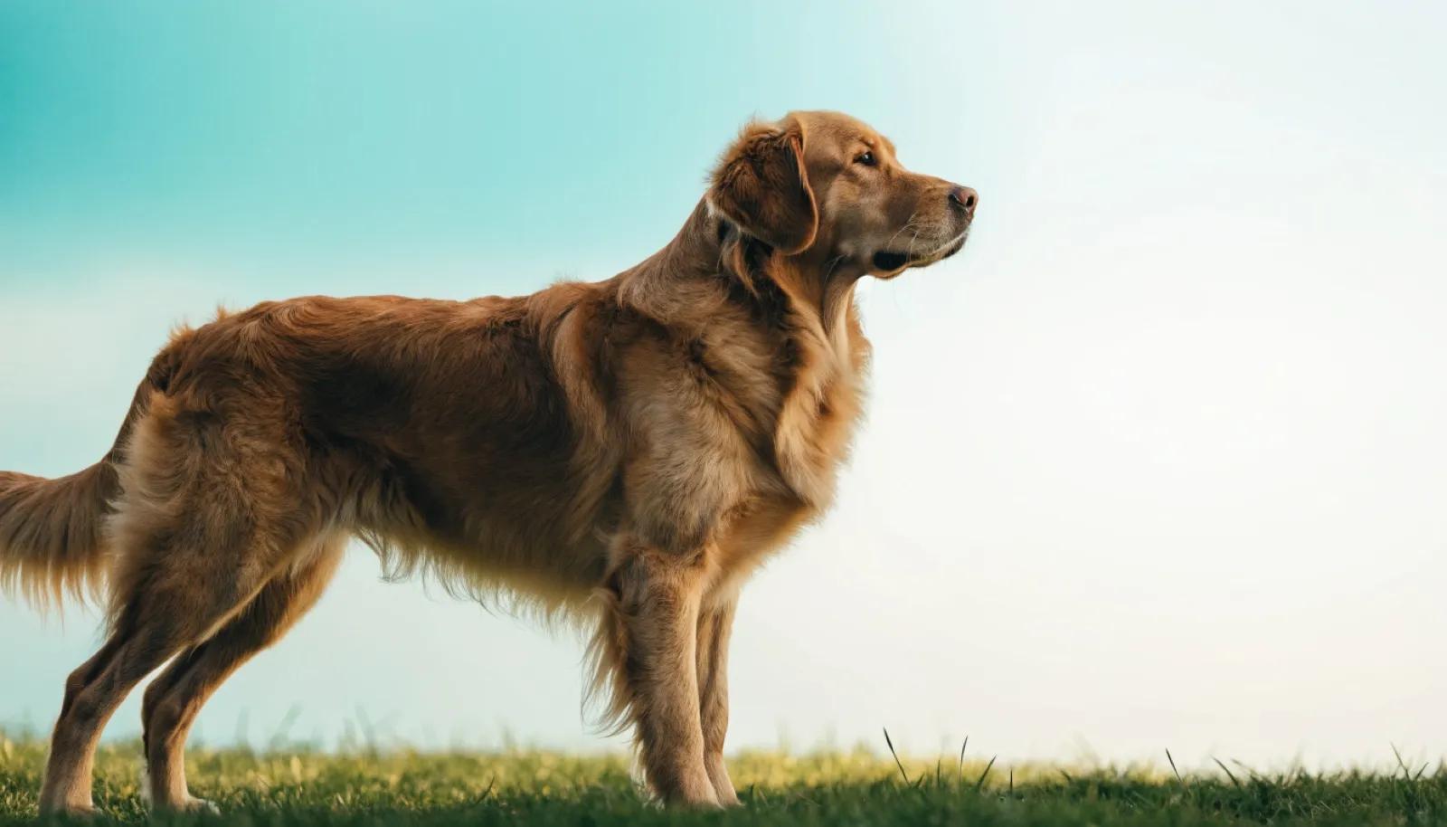 Büyük Irk Köpeklerde Kalça Displazisi: Belirtiler ve Sahibin Yapabilecekleri